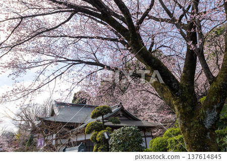 March: Mikkō-in Temple - Blue sky and 70% blooming Angyo cherry blossoms - View of the temple grounds March: Mikkō-in Temple - Blue sky and 70% blooming Angyo cherry blossoms - View of the temple grounds 137614845