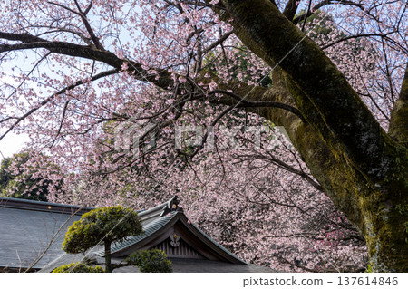 March: Mikkō-in Temple - 70% blooming Angyo cherry blossoms and the temple grounds March: Mikkō-in Temple - 70% blooming Angyo cherry blossoms and the temple grounds 137614846