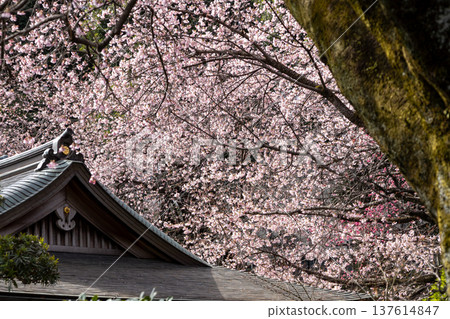 March: Angyo cherry blossoms in full bloom and the temple grounds March: Angyo cherry blossoms in full bloom and the temple grounds 137614847