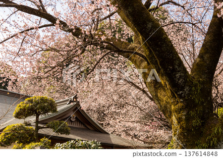March: Angyo cherry blossoms in full bloom and the temple grounds March: Angyo cherry blossoms in full bloom and the temple grounds 137614848