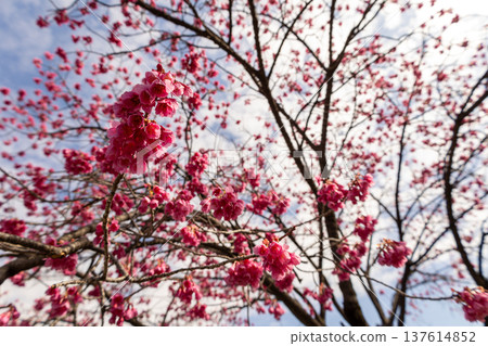 March: Blue skies and full-bloomed winter cherry blossoms 137614852