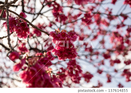 March: Blue skies and full-bloomed winter cherry blossoms March: Blue skies and full-bloomed winter cherry blossoms 137614855