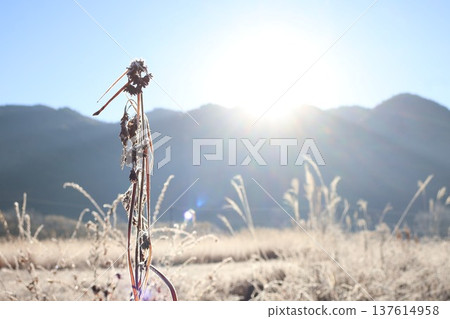清晨霜凍瀰漫 137614958