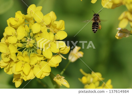 Honeybees flying around in a rapeseed flower field Honeybees flying around in a rapeseed flower field 137614984