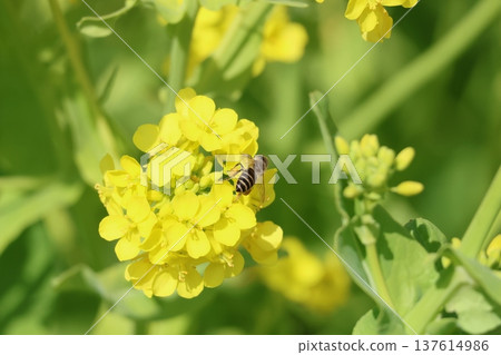 Honeybees sucking nectar from rapeseed flowers 3 137614986