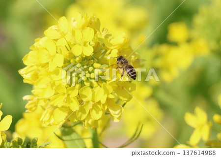 蜜蜂正在吸食油菜花的花蜜 1 蜜蜂正在吸食油菜花的花蜜 1 137614988