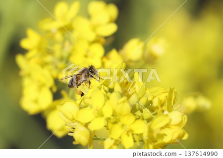 Bee harvesing to rape blossoms Bee harvesing to rape blossoms 137614990