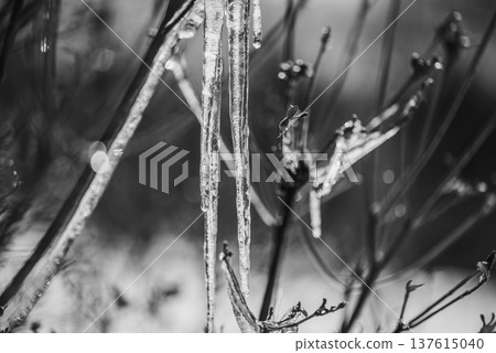 Icicle Icicle 137615040