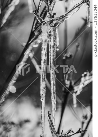 Icicle Icicle 137615044