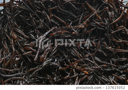Hijiki sprouts soaked in water 137615052