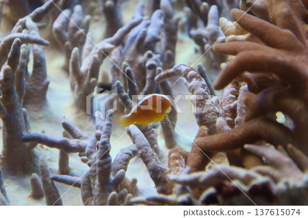 色彩繽紛的珊瑚礁和游弋的熱帶魚(粉紅色海葵魚、觀賞魚、水下世界) 色彩繽紛的珊瑚礁和游弋的熱帶魚(粉紅色海葵魚、觀賞魚、水下世界) 137615074
