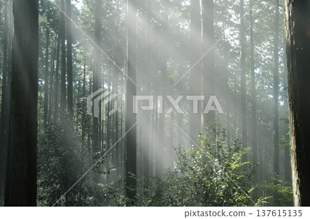 在炎熱潮濕的夏季森林裡,強烈的陽光穿透雲層,形成美麗的斑駁陽光,形成一道道濃密的光束。 在炎熱潮濕的夏季森林裡,強烈的陽光穿透雲層,形成美麗的斑駁陽光,形成一道道濃密的光束。 137615135