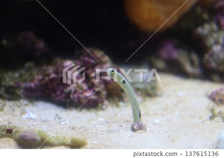 A garden eel peeking out from the sand at the aquarium (marine life, a soothing scene) 137615136