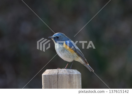 Himalayan Bluetail Perched on a Stake 137615142