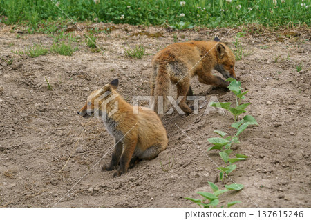 A cute Ezo red fox cub in a field in Hokkaido 137615246