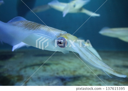 A profile of a bigfin reef squid swimming vividly in an aquarium (marine life, ornamental fish, food) A profile of a bigfin reef squid swimming vividly in an aquarium (marine life, ornamental fish, food) 137615395
