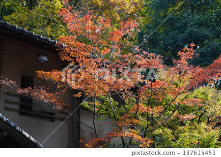 Autumn leaves around Kifune Autumn leaves around Kifune 137615451