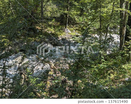 Dry riverbed covered with large white boulders in the alpine region near Lake Bohinj Dry riverbed covered with large white boulders in the alpine region near Lake Bohinj 137615490