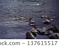 Group of ducks swimming in the clear water of an alpine river              137615517