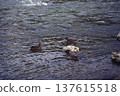 Group of ducks swimming in the clear water of an alpine river              137615518