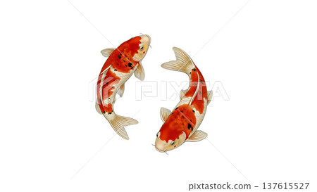 Two Nishikigoi swimming facing each other Auspicious Japanese-style illustration material on a white background 137615527