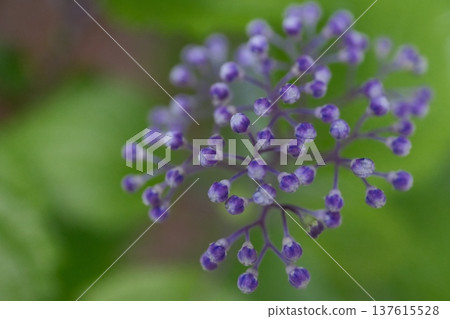 小繡球花的紫色花苞 137615528