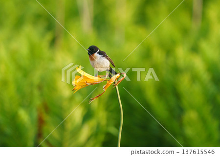 一隻石䳭棲息在北海道延別市金浦原始花園的萱草花上。 137615546
