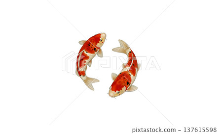 Two Nishikigoi swimming in a circle Auspicious Japanese-style illustration material 137615598