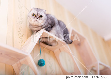 Scottish Fold cat on geometric cat shelf Scottish Fold cat on geometric cat shelf 137615686