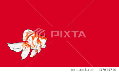 日式簡約插畫，描繪了一條金魚在紅色背景上游動。 137615710