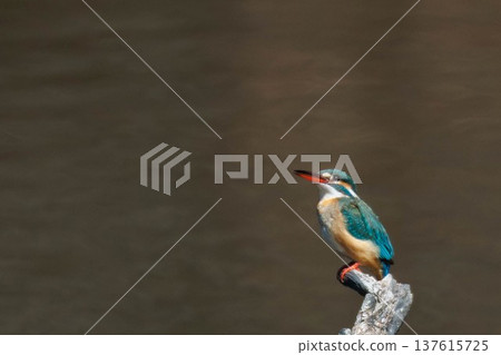 Kingfisher aiming for prey Kingfisher aiming for prey 137615725