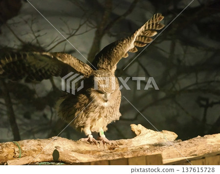 Blakiston's fish owls come to the fish tank to catch fish Blakiston's fish owls come to the fish tank to catch fish 137615728