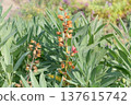 Sage seeds grow in cottage garden in sunny day. Dry Salvia grows in autumn. Aromatic sage growing outdoors. 137615742