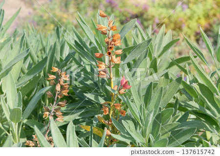 Sage seeds grow in cottage garden in sunny day. Dry Salvia grows in autumn. Aromatic sage growing outdoors. 137615742