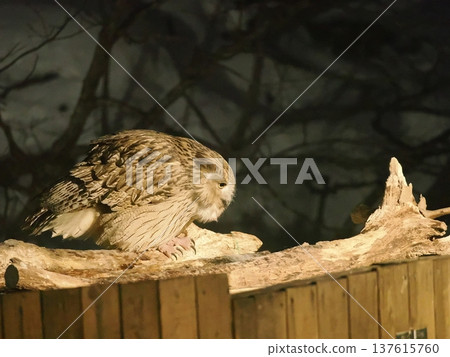 Blakiston's fish owls come to the fish tank to catch fish Blakiston's fish owls come to the fish tank to catch fish 137615760