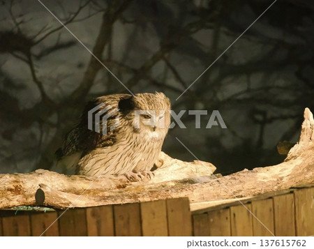 Blakiston's fish owls come to the fish tank to catch fish Blakiston's fish owls come to the fish tank to catch fish 137615762