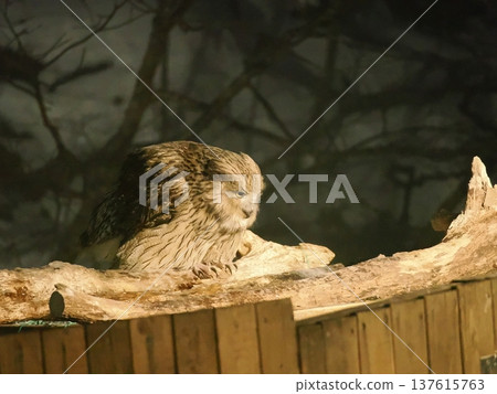 Blakiston's fish owls come to the fish tank to catch fish Blakiston's fish owls come to the fish tank to catch fish 137615763