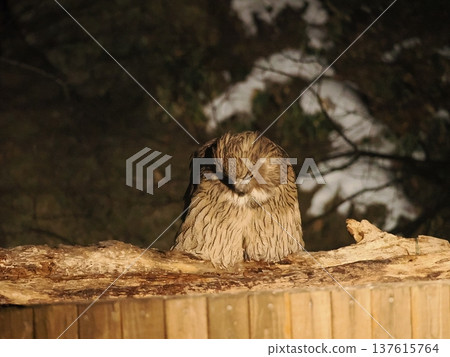 Blakiston's fish owls come to the fish tank to catch fish Blakiston's fish owls come to the fish tank to catch fish 137615764