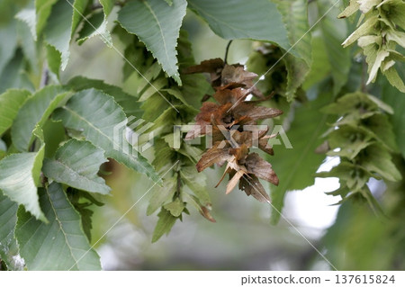 Carpinus laxiflora fruit, fruits and bracts that ripen in autumn, Tohoku Carpinus laxiflora fruit, fruits and bracts that ripen in autumn, Tohoku 137615824