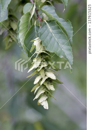 東北地區,紅花鵝耳櫪(Carpinus laxiflora)未成熟的果實懸掛在枝頭。 東北地區,紅花鵝耳櫪(Carpinus laxiflora)未成熟的果實懸掛在枝頭。 137615825