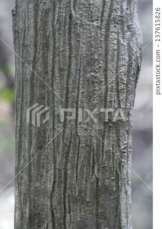Smooth bark texture of red hornbeam (Carpinus laxiflora) from Tohoku 137615826