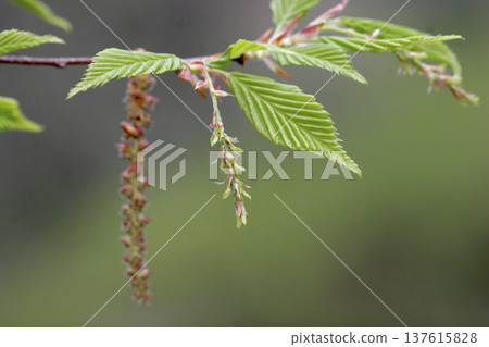紅花鵝耳櫪（Carpinus laxiflora）的雌花－枝條末端盛開的小紅花－東北地區 137615828
