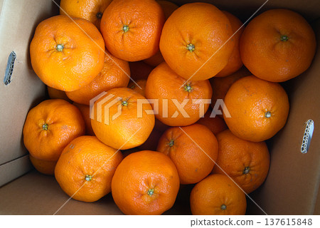 裝有各種尺寸乾平的禮盒 裝有各種尺寸乾平的禮盒 137615848