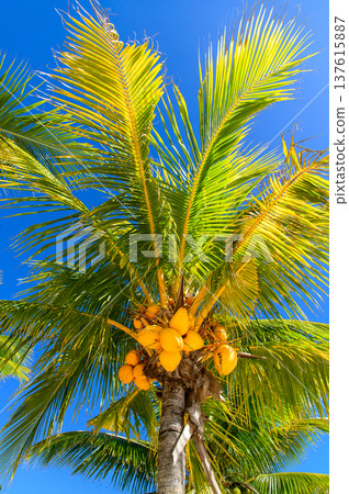 A beautiful view of Le Morne Beach in Mauritius A beautiful view of Le Morne Beach in Mauritius 137615887