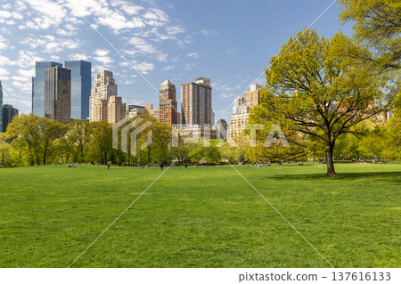 Green lawn in Central Park with skyscrapers 137616133