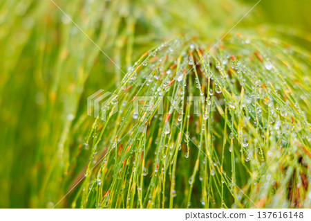 Lush greenery with dew drops close up Lush greenery with dew drops close up 137616148