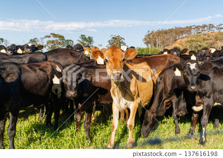 Large herd of cows on green pasture 137616198