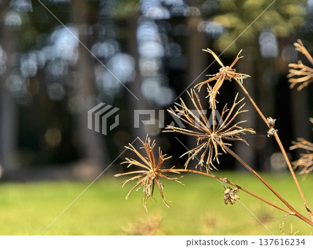 枯萎的狹葉鬼針草漿果和被背光照亮的綠色背景 枯萎的狹葉鬼針草漿果和被背光照亮的綠色背景 137616234