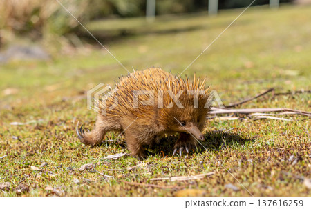 Close up of an Echidna on the ground walking towards the camera in Tasmania, Australia Close up of an Echidna on the ground walking towards the camera in Tasmania, Australia 137616259