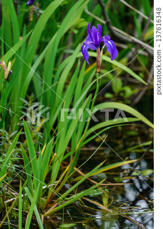 Iris blooming in the Sarobetsu Plains, a marshland flower in the Soya region of Hokkaido 137616348